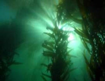 FSS GIANT SEA KELP EXTRACT G