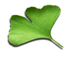 FSS Ginkgo Biloba Extract G