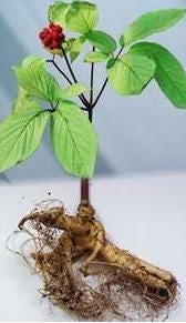 FSS Ginseng Extract PF
