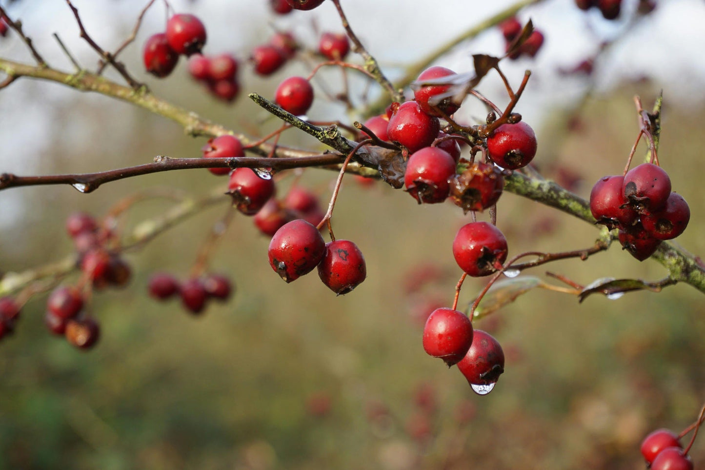 FSS Goji Berry Fragrance