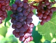 FSS Grape Seed Extract G (Glycerin)