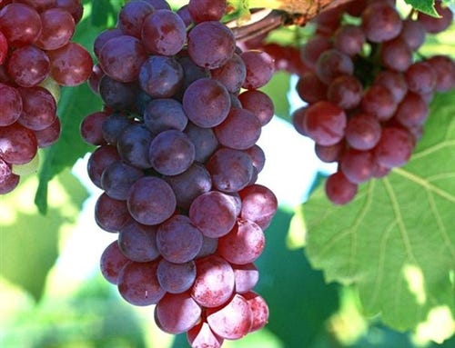 FSS Grape Seed Extract OS