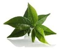 FSS Green Tea Extract PF