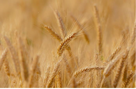 FSS Hydrolyzed Wheat Protein PPS DRK
