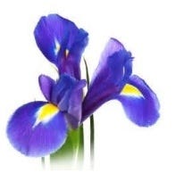 FSS Iris Florentina Root Extract PF