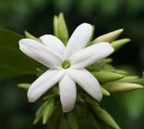 FSS Jasmine Extract PF