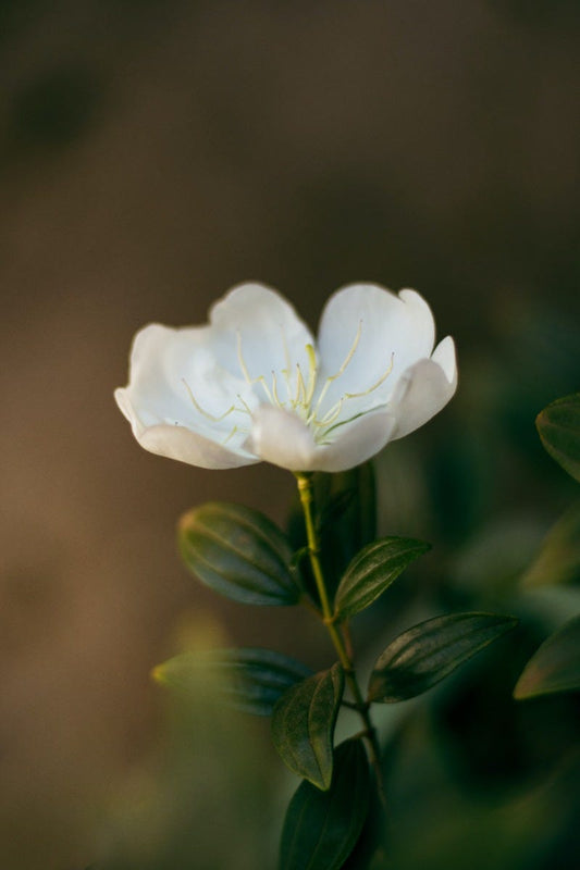 FSS Jasmine Fragrance