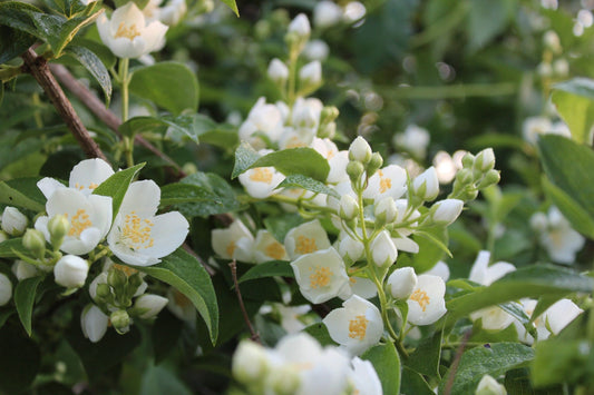 FSS Jasmine Oil