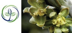 FSS Jojoba Extract G PF