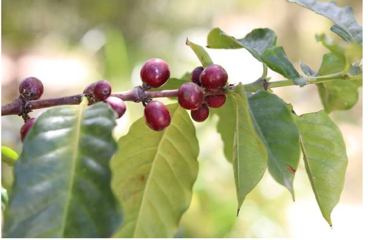 FSS Kenyan Coffee Extract BG