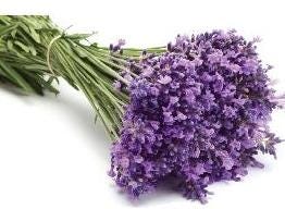 FSS Lavender Extract G PF