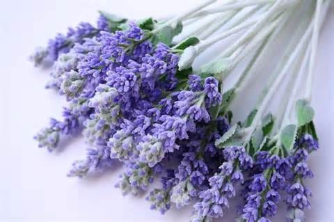 FSS Lavender Hydrosol