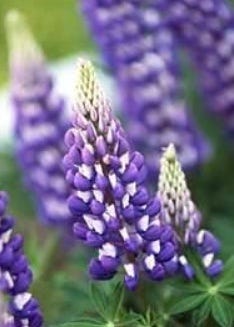 FSS Lupine Amino Acids PF