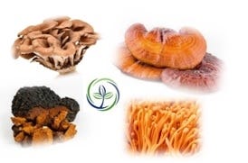 FSS MAGIC MUSHROOM