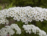 FSS Meadowsweet Extract 20%