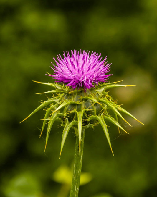 FSS Milk Thistle Extract RS