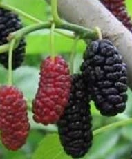 FSS Mulberry Extract G