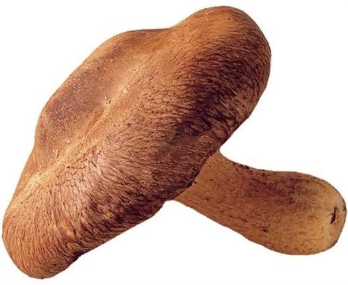 FSS MUSHROOM EXTRACT SM PF