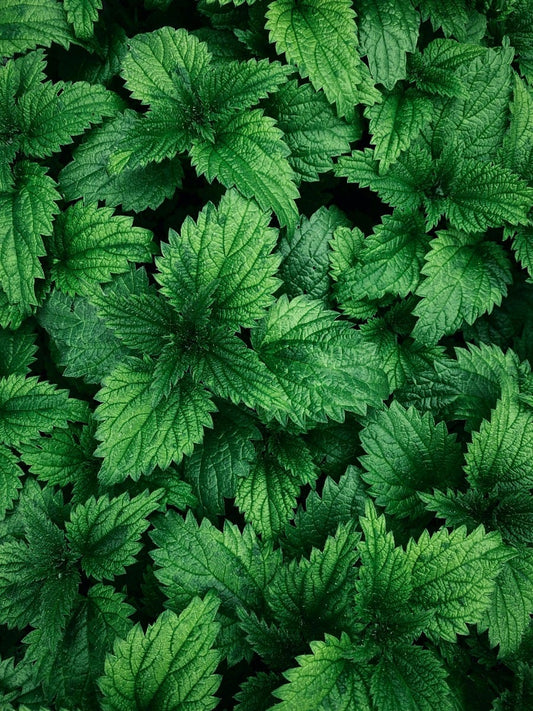 FSS Nettle Extract SNO