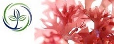 FSS Pikea Robusta Extract