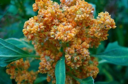 FSS Quinoa Extract PBF