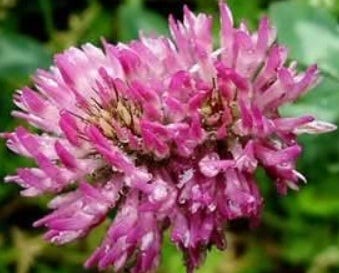 FSS Red Clover BioFerment