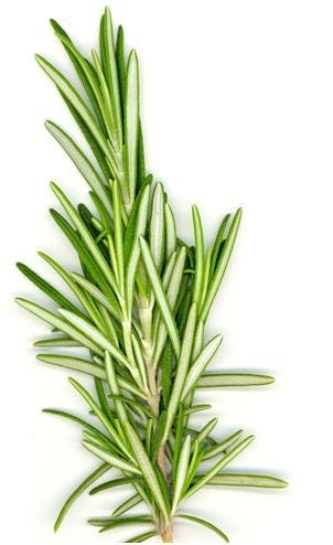 FSS Rosemary Extract G PF