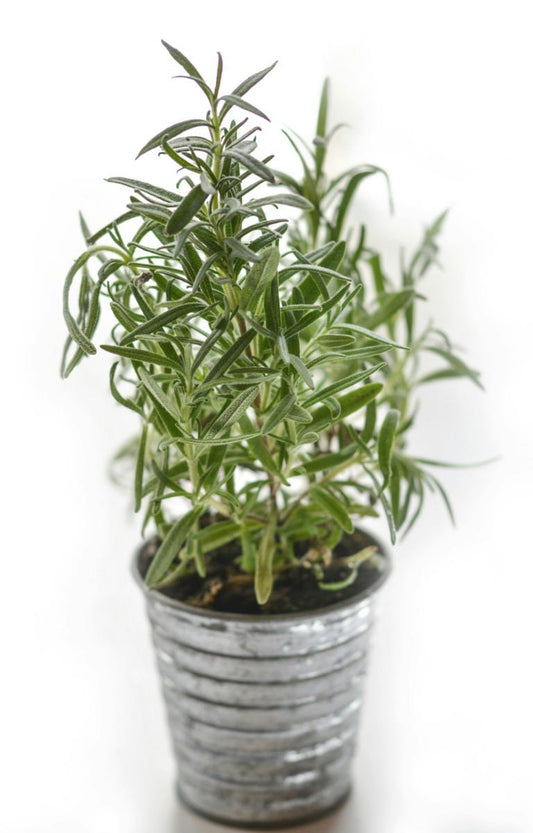 FSS Rosemary Extract RS