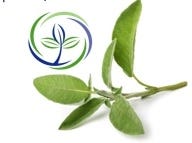 FSS Sage Leaf Extract G