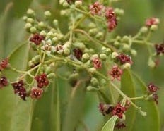 FSS Sandalwood Extract PF