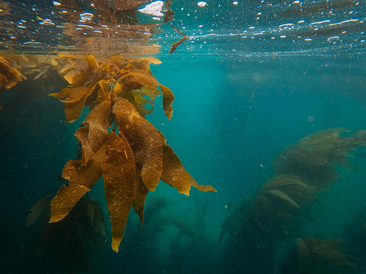 FSS Sea Kelp Extract OS