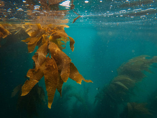 FSS Sea Kelp Extract OS