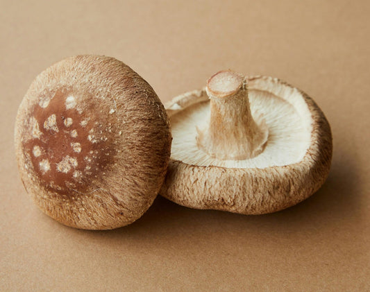 FSS Shiitake Extract SNO