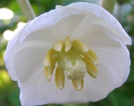 FSS Sirtuin Complex OS