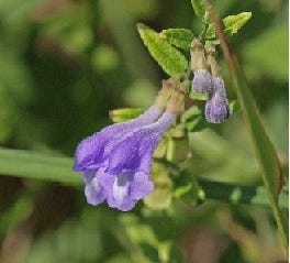 FSS Skullcap Extract PF