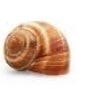 FSS Snail Secretion Extract G