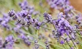 FSS Tasmanian Lavender Oil