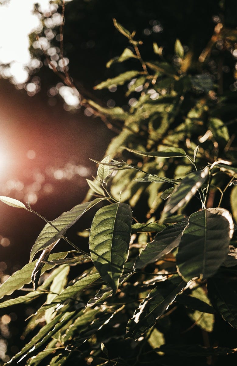 FSS TEA TREE HYDROSOL