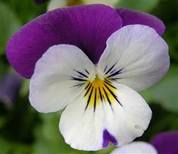 FSS Viola Tricolor Extract PF