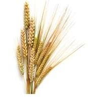 FSS Wheat Amino Acids PF