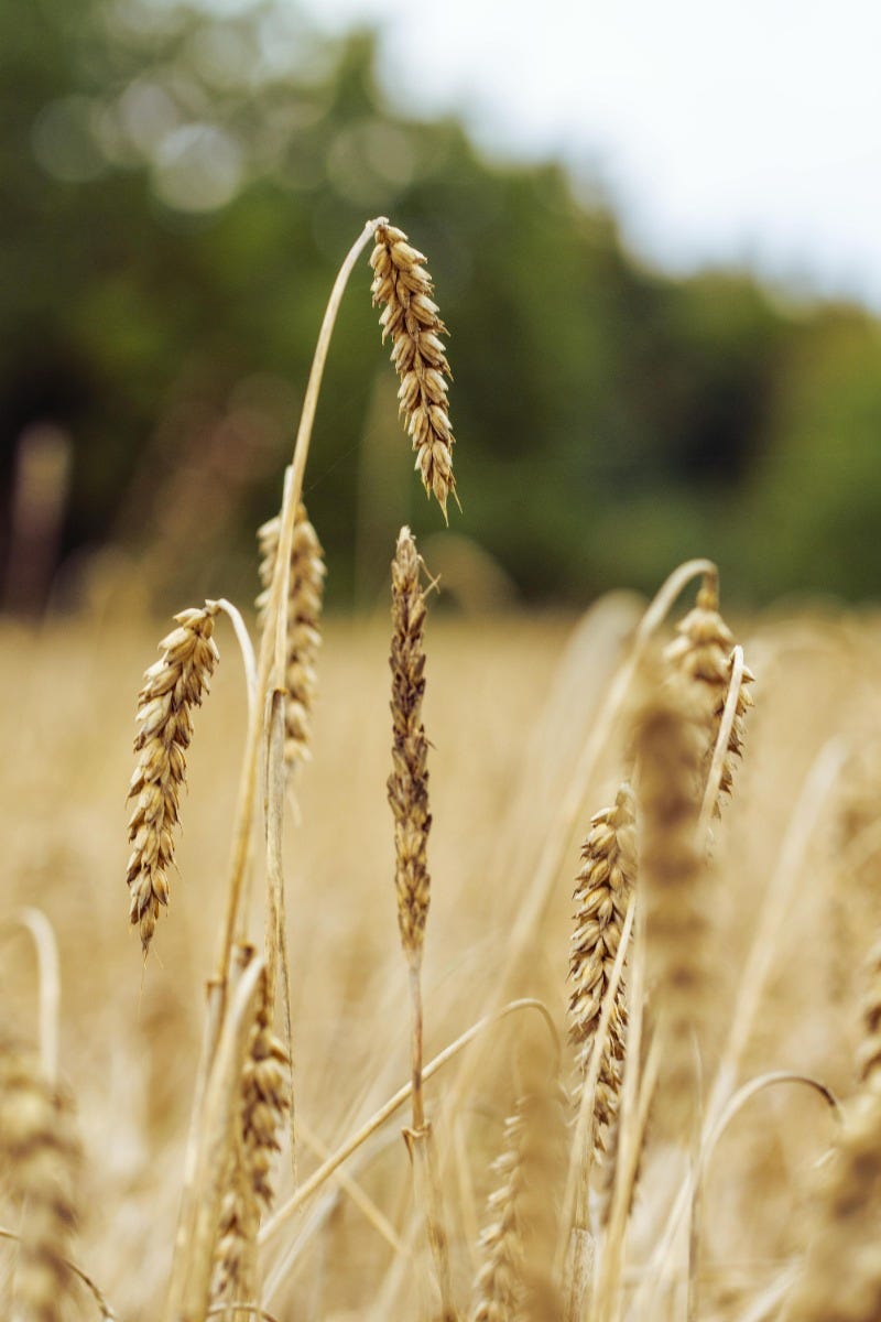 FSS Wheat Germ Oil DRK