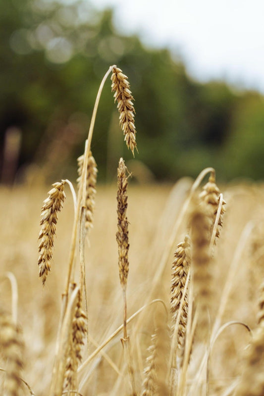 FSS Wheat Germ Oil DRK
