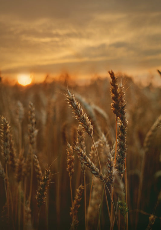 FSS WHEAT HYDROLYSATE PF DRK