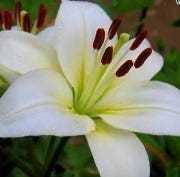 FSS White Lily Root Extract PF