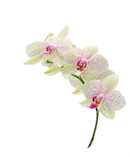 FSS White Orchid Milk Extract PF