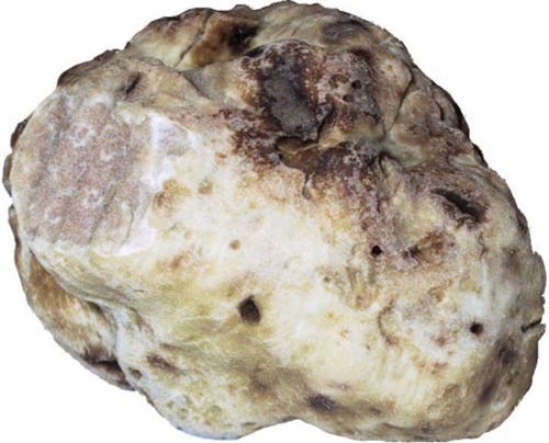 FSS White Truffle Extract