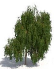 FSS White Willow Bark Extract