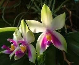 FSS Wild Orchid Extract
