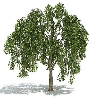 FSS Willow Bark Extract (10%)