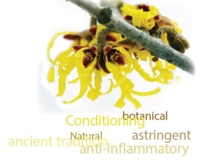 FSS Witch Hazel Extract PF